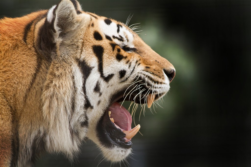 张着嘴的老虎侧面摄影高清图片