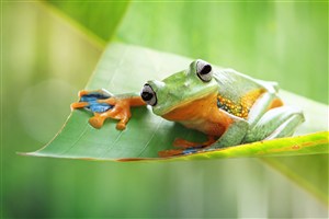 趴在樹葉上轉頭的青蛙高清圖片
