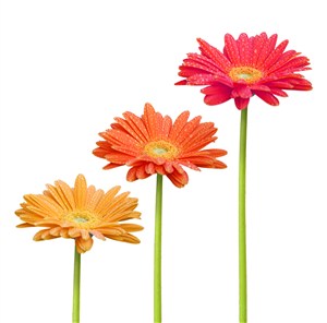 三朵不同顏色的非洲菊高清圖片