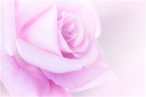 粉红色玫瑰花背景高清图片