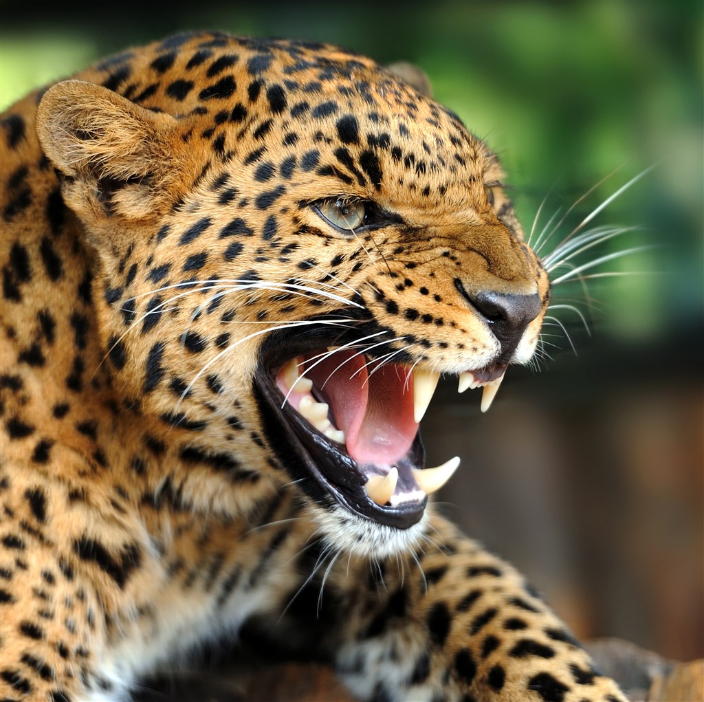 豹子-金钱豹高清晰野生动物桌面壁纸