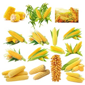 玉米大集合素材元素