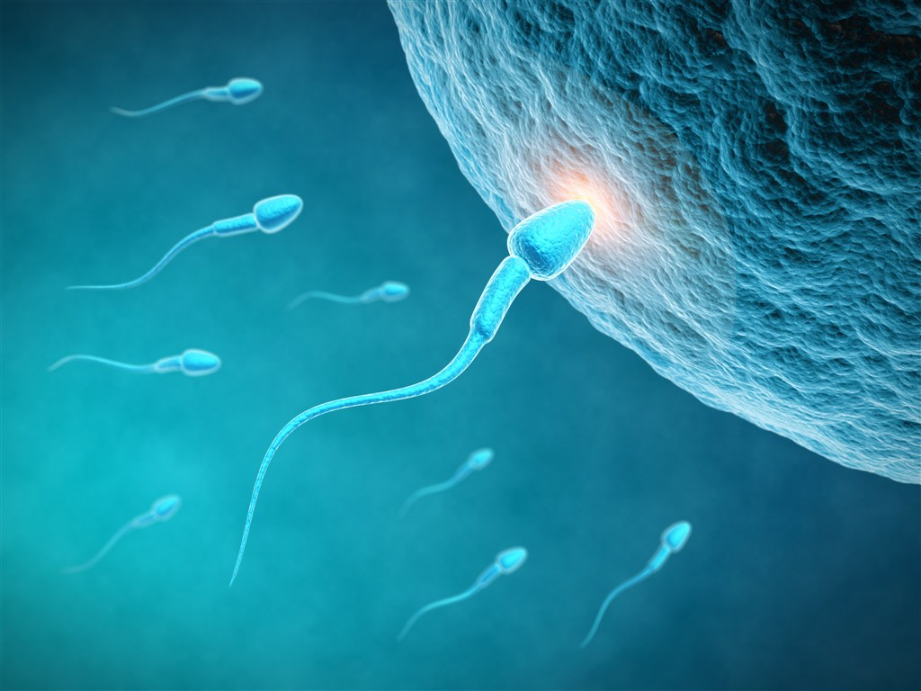 精子受精卵子着床胎儿胚胎形成视频素材,其它视频素材下载,高清1920X1080视频素材下载,凌点视频素材网,编号:92080