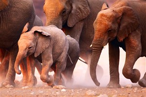 黃土地上小象與一群大象圖片