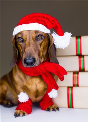 过圣诞节的罗得西亚脊背犬狗狗图片