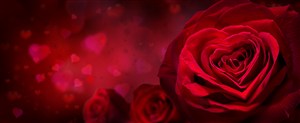 红色唯美心形玫瑰婚礼背景