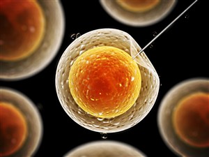 單細胞生物結構高清圖片