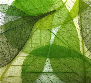 綠色透明樹葉葉莖高清圖片
