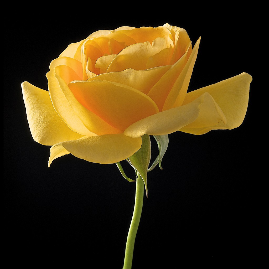 黄玫瑰 玫瑰 黄色花瓣 - Pixabay上的免费照片 - Pixabay