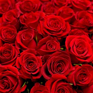 红色玫瑰花背景鲜花图片