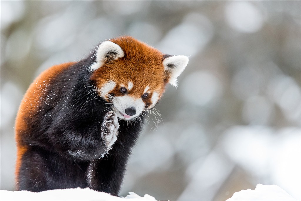 动物图片高清图片素材:小熊猫唯美野生动物图片 ,文件格式为jpg
