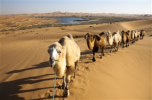 沙漠中行走的骆驼高清图片