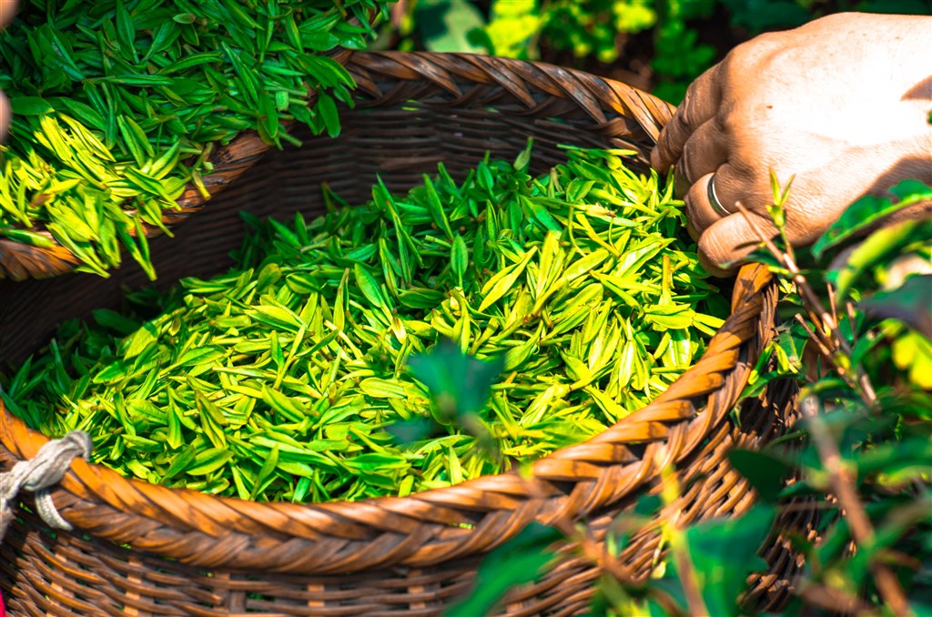 明节清明中国新鲜茶叶绿茶采茶茶文化茶叶