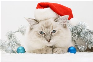 圣诞节萌猫咪图片