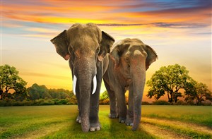 憨厚的非洲大象图片