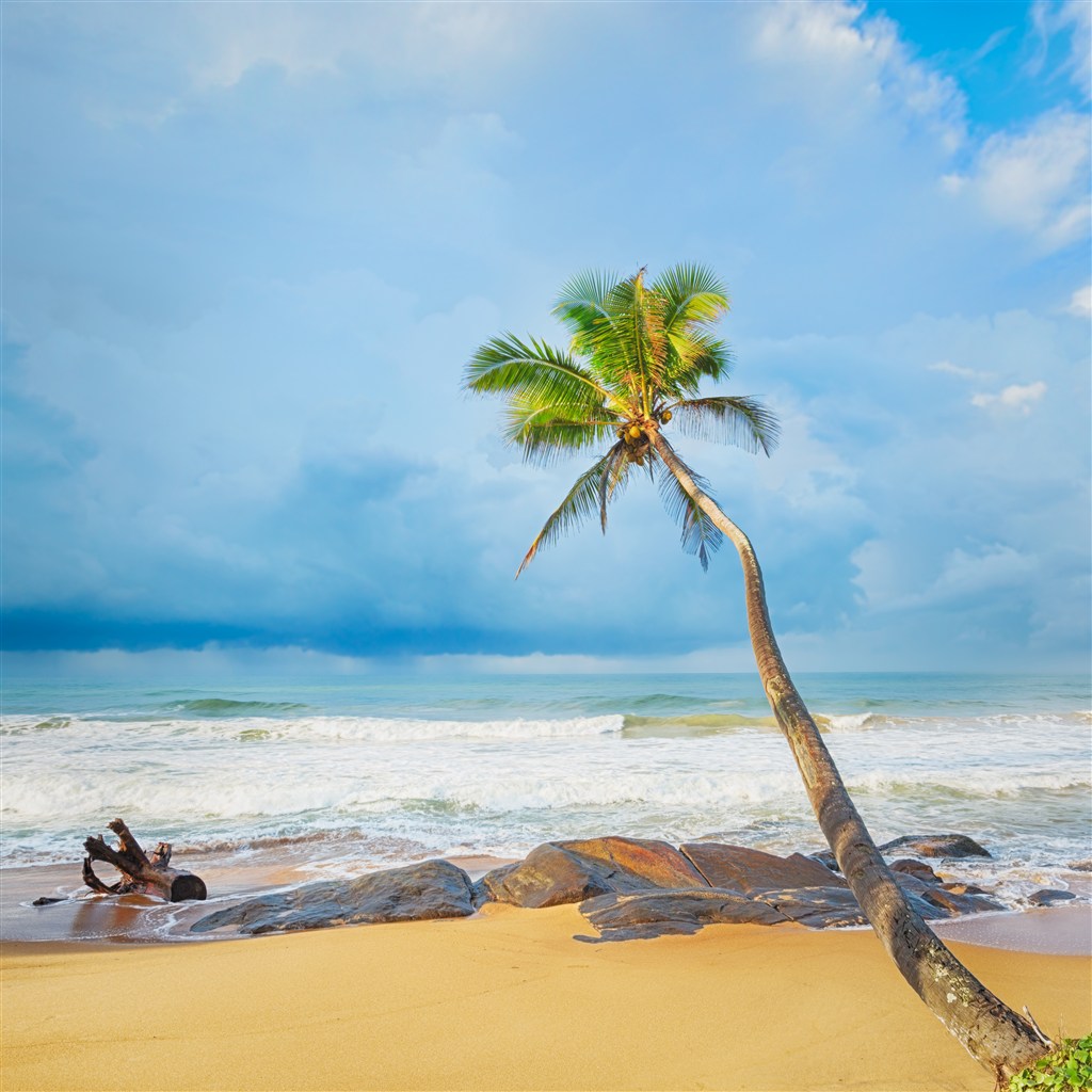 【1280x1024】海边椰树风景桌面背景图片 - 彼岸桌面