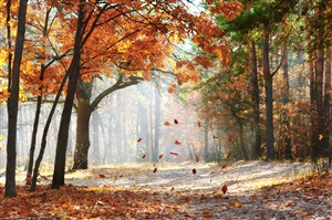 秋天楓樹林高清圖片