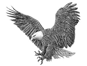麻灰色展翅的老鹰高清图片 