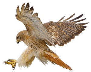 棕色花纹展翅的老鹰高清图片 