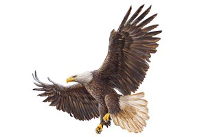 展翅飞翔的老鹰高清图片 