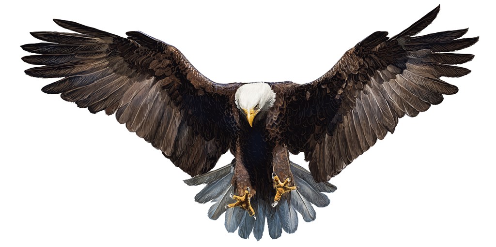 展翅的老鹰正面特写高清图片 