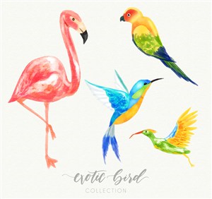 4款水彩绘鸟类设计矢量素材 