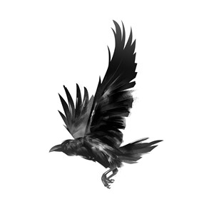 展翅飞翔的乌鸦高清图片 