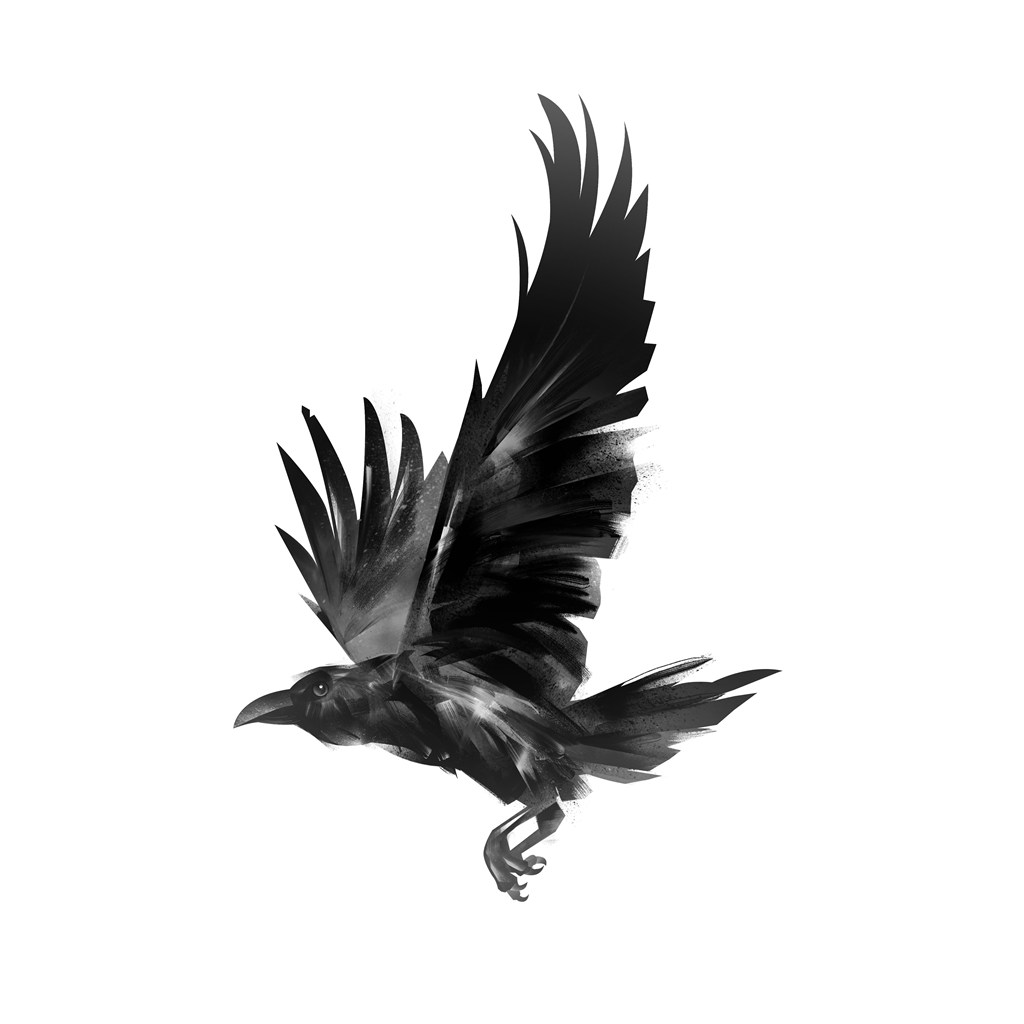 展翅飞翔的乌鸦高清图片 