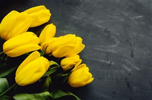 桌面上的郁金香图片