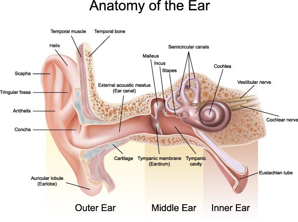 耳朵解剖结构矢量素材