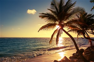 蓝天下的海滩和椰树高清图片