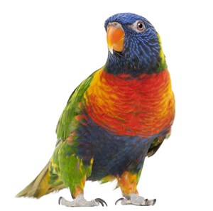 漂亮的彩色鹦鹉高清图片