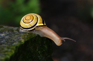 高清蜗牛昆虫素材图片