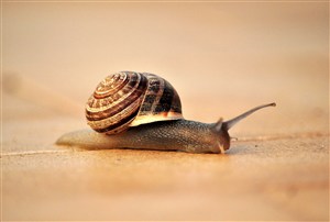 唯美可爱的蜗牛素材图片