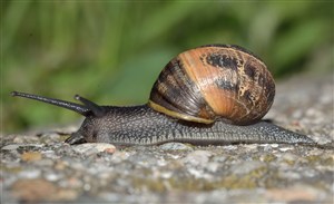 高清可爱的蜗牛图片 
