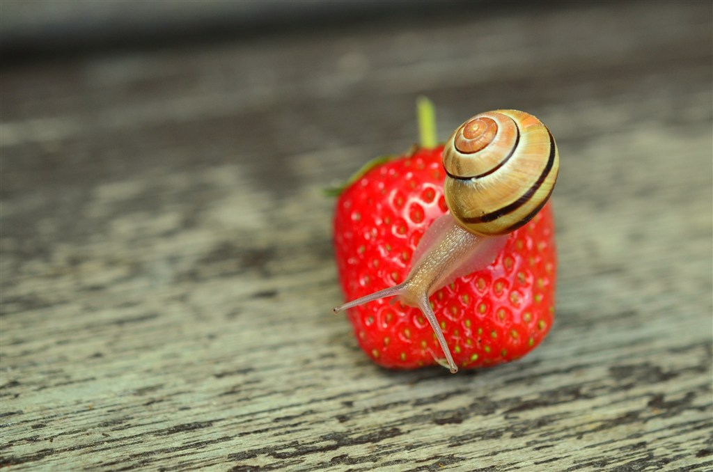 唯美图片可爱的蜗牛