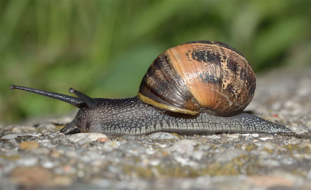 高清可爱的蜗牛图片 