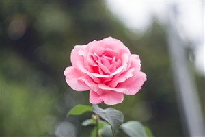 一朵野外粉红色的玫瑰花