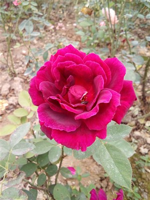一朵野外的大玫瑰花