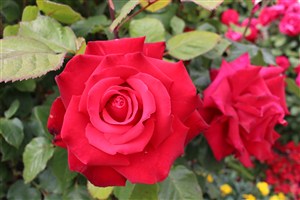 一朵野生的大红玫瑰花