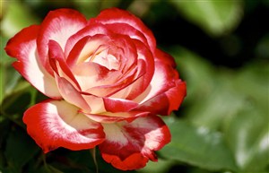 一朵红白相间的玫瑰花