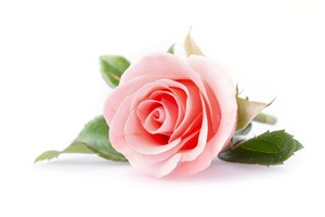 一朵粉红色的玫瑰花白底