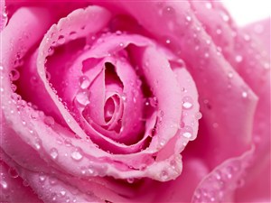 一朵粉红色带水珠的玫瑰特写