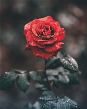 野外雨后带水珠的一朵红玫瑰
