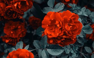 野生红色玫瑰花