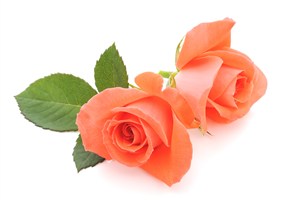两朵橙红色的玫瑰花