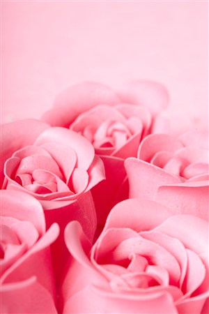 几朵粉红色玫瑰花特写