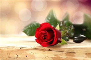 放在木板上的一朵红玫瑰