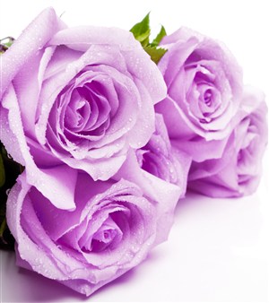 带水珠的粉紫色玫瑰花