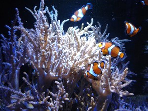 热带鱼珊瑚图片